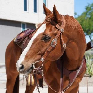 MCSOMU Headshot Breeze Breeze's headshot